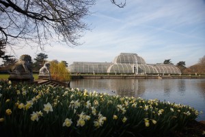 The Royal Botanic Gardens, Kew, usually referred to as Kew Gardens. A national landmark and visitor attraction in West London. The Palm House, a glasshouse built in the 19th century, designed by Decimus Burton. Lake. Daffodils flowering.
